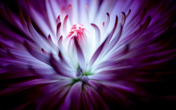 purple_flower_4k-wide.jpg