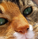 CatMan